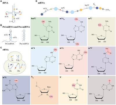 The role of N6-methyladenosine (m6A) in kidney diseases